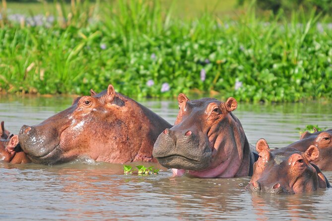 2 Day Guided Murchison Falls And Zziwa Rhino Trekking Safari - Cancellation Policy