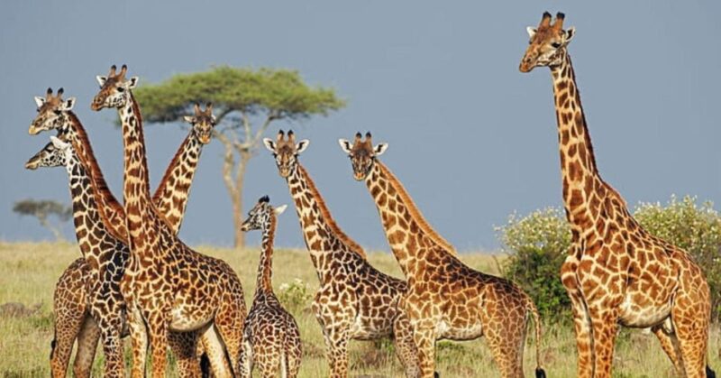 2 Day Hluhluwe Imfolo & Isimangaliso W/Park Tour From Durban - Isimangaliso Wetlands Park