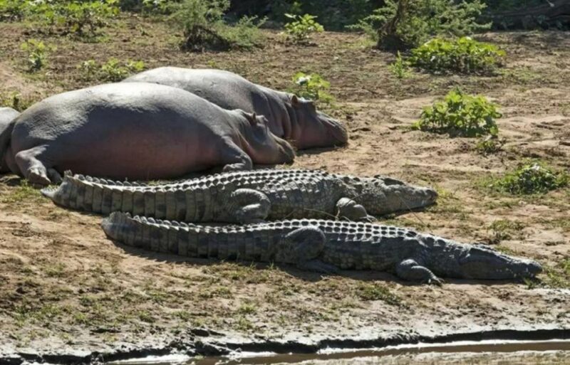 2 Day Hluhluwe Imfolo & Isimangaliso W/Park Tour From Durban - Hippo & Croc Boat Cruise