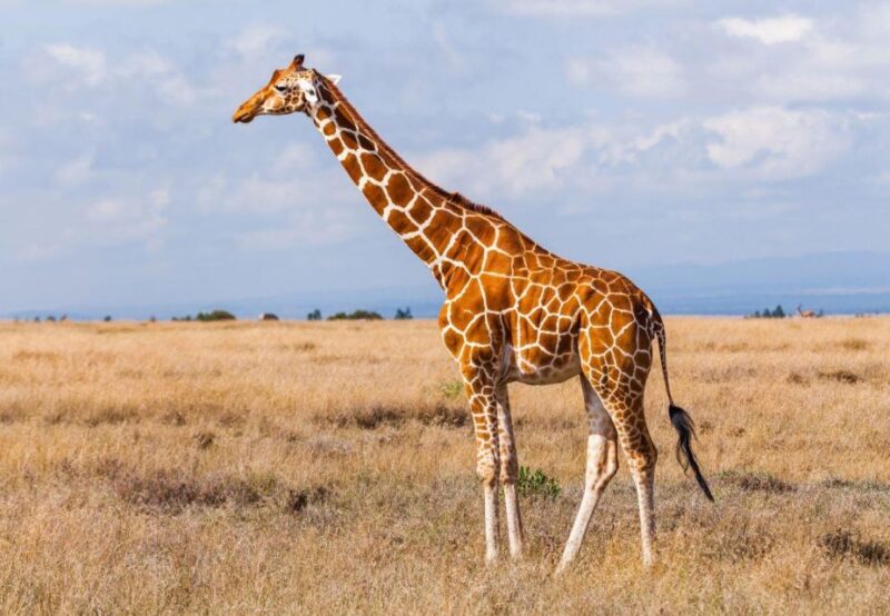 2 Day Hluhluwe Imfolozi & Isimangaliso Tour From Durban - Accessibility