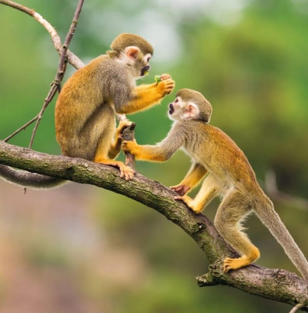 2 Day Jungle Adventure: Monkeys and Night Walk - Itinerary Highlights