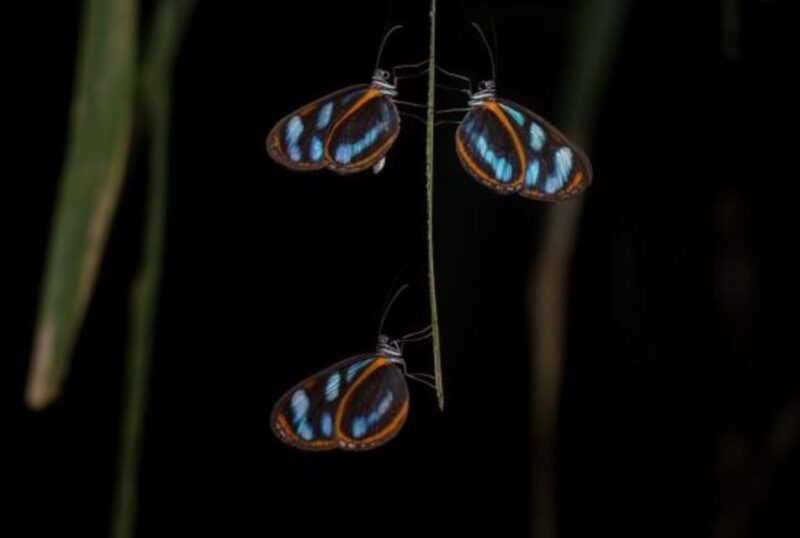 2 Day Jungle Adventure: Monkeys and Night Walk - Important Information