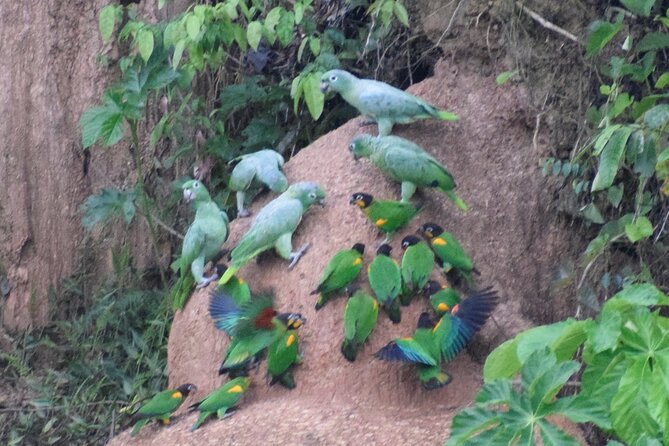 2-Day Jungle Tour: Lake Sandoval, Monkey Island, Hikes, Caiman, & Clay Lick - Itinerary Day 1