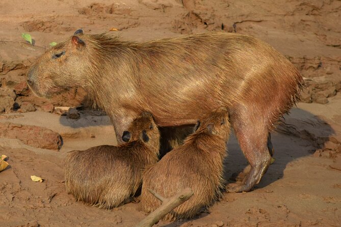 2-Day Jungle Tour: Lake Sandoval, Monkey Island, Hikes, Caiman, & Clay Lick - Itinerary Day 2