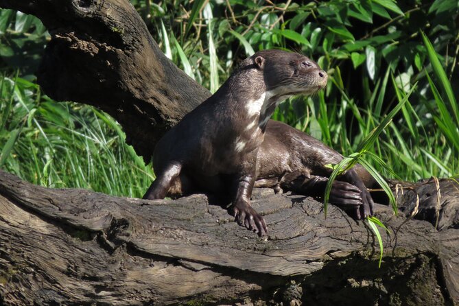 2-Day Jungle Tour: Lake Sandoval, Monkey Island, Hikes, Caiman, & Clay Lick - Pickup and Start Time