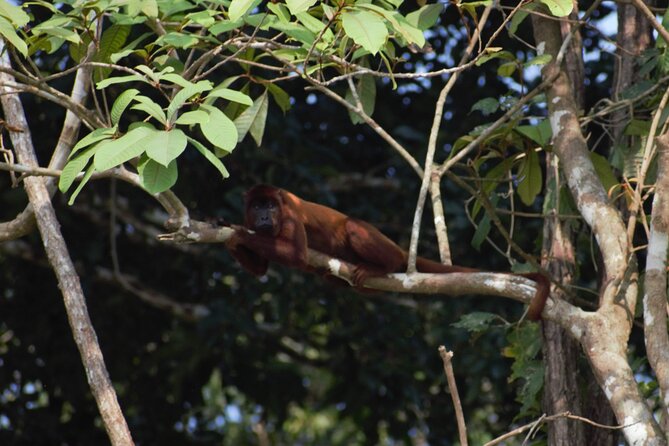 2-Day Jungle Tour: Lake Sandoval, Monkey Island, Hikes, Caiman, & Clay Lick - Accessibility Considerations