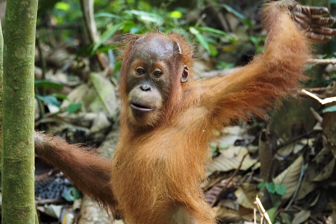 2-Day Jungle Trekking & Rafting in North Sumatra - Inclusions and Exclusions