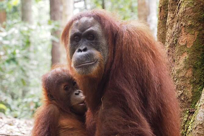2-Day Jungle Trekking & Rafting in North Sumatra - Group Size Restrictions