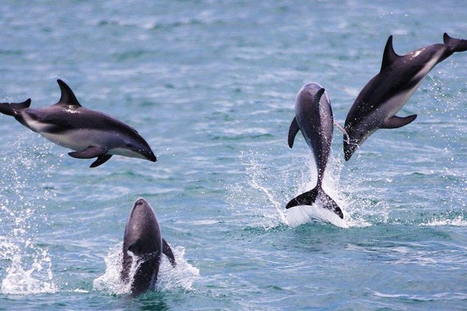 2 Day Kaikoura Whale and Dolphin Tour From Christchurch - Confirmation and Availability