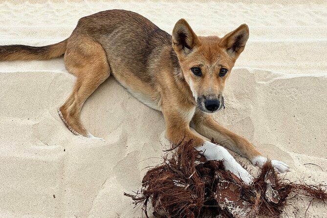 2 Day Kgari Fraser Island Small Group Camping Tour - Wrapping It Up