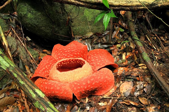 2-Day Khao Sok Jungle Safari From Krabi - Positive Guest Reviews