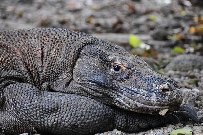 2-Day Komodo National Park and Rinca Island Wildlife Adventure From Bali - Itinerary Details