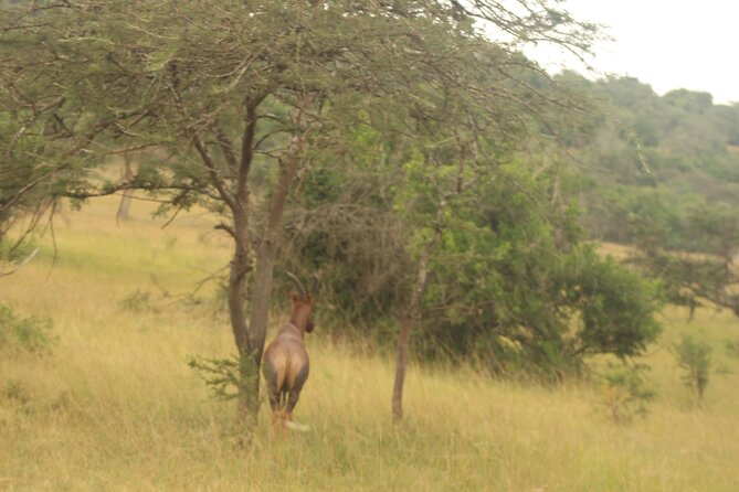 2 Day Lake Mburo National Park Wildlife Safari - Itinerary and Activities