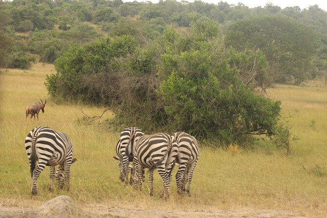 2 Day Lake Mburo National Park Wildlife Safari - Wildlife and Scenery