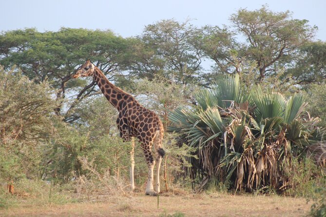 2 Day Lake Mburo National Park Wildlife Safari - Accommodation and Meals
