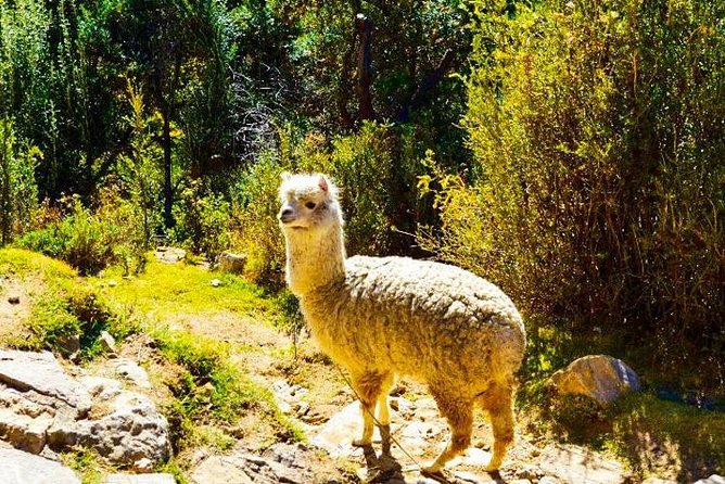 2-Day Lake Titicaca and Sun Island (Isla Del Sol) From La Paz - Accommodation and Amenities
