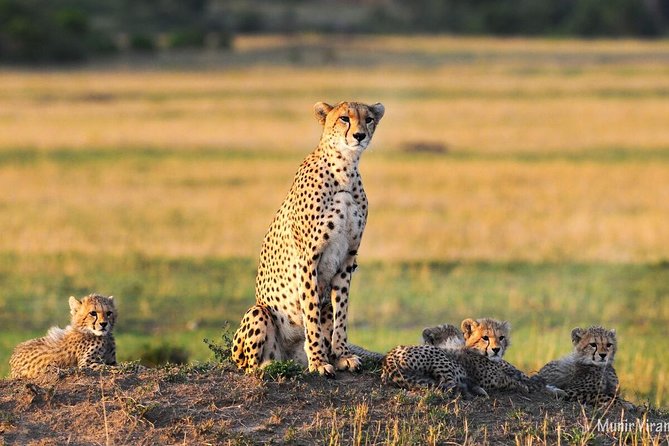 2-Day Maasai Mara Safari - Pickup Details