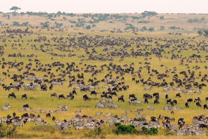 2-Day Maasai Mara Safari - Samsons Safaris