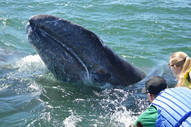 2-Day Magdalena Bay Gray Whale Van Tour - Inclusions and Amenities