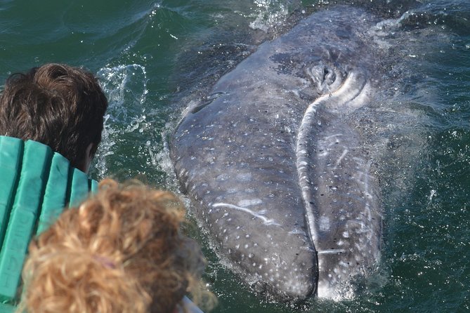 2-Day Magdalena Bay Gray Whale Van Tour - Meeting and Pickup Details