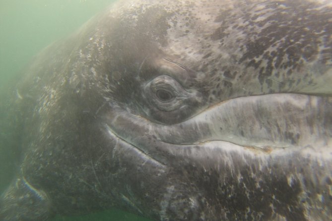 2-Day Magdalena Bay Gray Whale Van Tour - Pricing Information