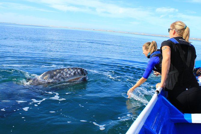 2-Day Magdalena Bay Gray Whale Van Tour - Participant Requirements
