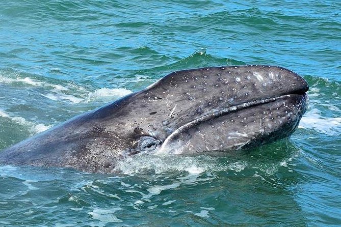 2-Day Magdalena Bay Gray Whale Van Tour - Customer Reviews and Ratings