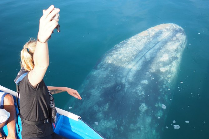 2-Day Magdalena Bay Gray Whale Van Tour - Frequently Asked Questions