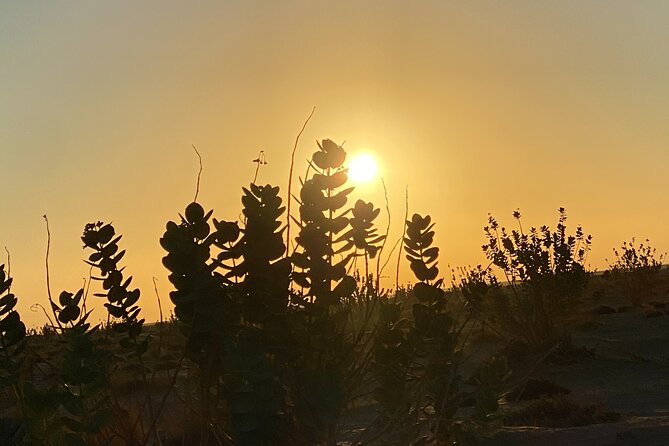 2-Day Overnight Desert Experience - Reviews and Feedback