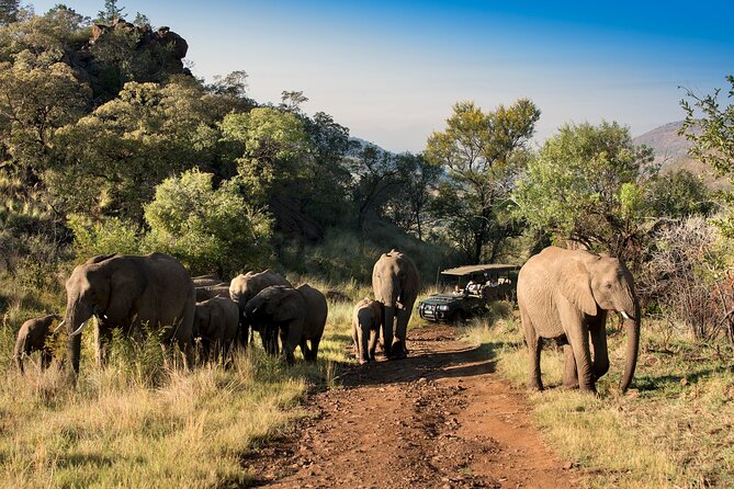 2 Day Pilanesberg Camping Safari - Pricing and Booking Details