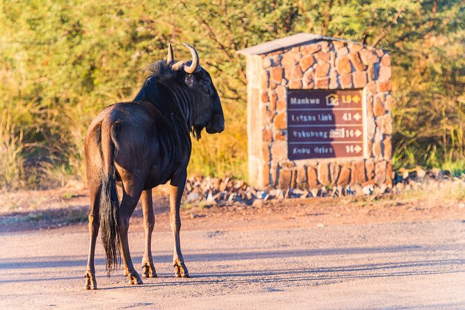 2 Day Pilanesberg Camping Safari - Guest Reviews and Testimonials