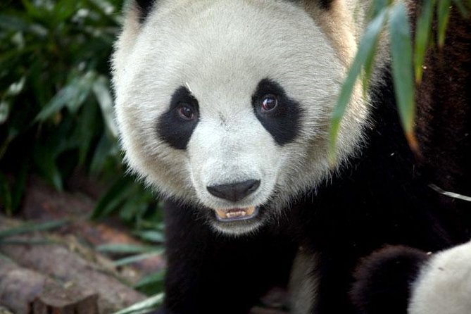 2-Day Private Chengdu Panda Tour - Inclusions