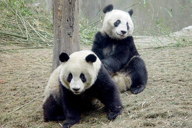 2-Day Private Chengdu Panda Tour - Explore Wide and Narrow Alleys (Kuan-Zhai Lane)