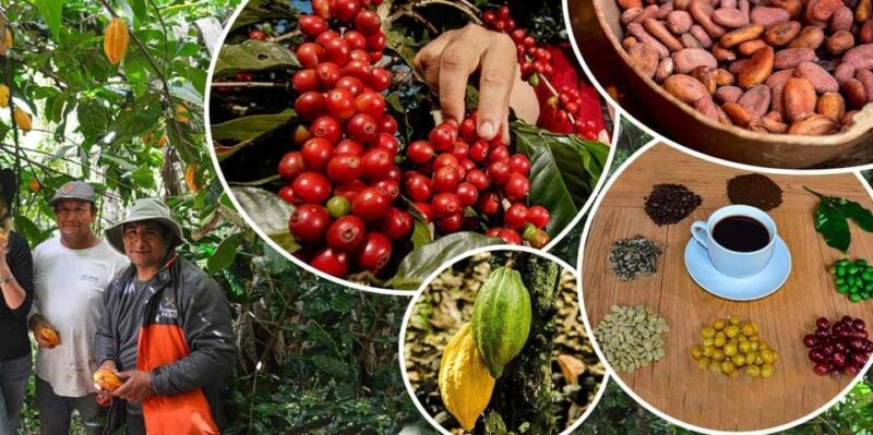 2-Day Private Coffee or Cocoa Tour in Huayopata - Included in the Tour
