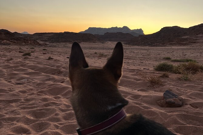 2 Day Private Desert Experience in Sinai - Inclusions and Amenities
