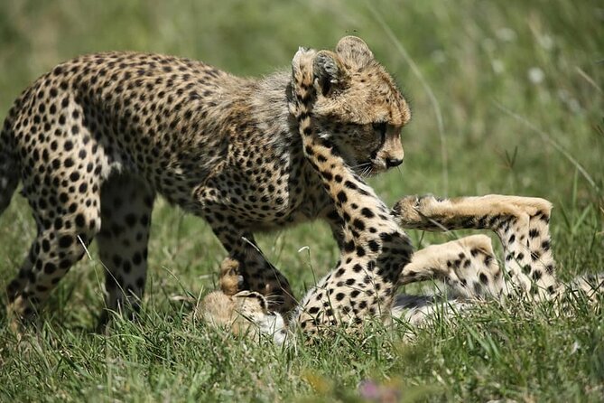 2-Day Private Guided Tour to Tarangire and Ngorongoro - Ngorongoro Crater
