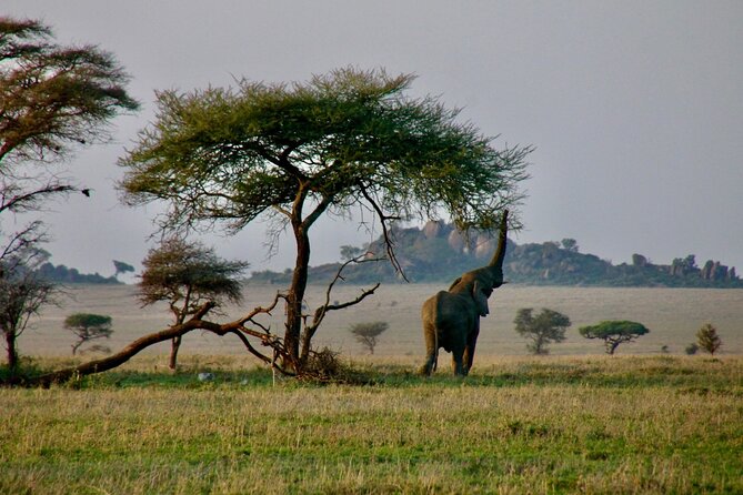 2-Day Private Guided Tour to Tarangire and Ngorongoro - Accessibility and Participation