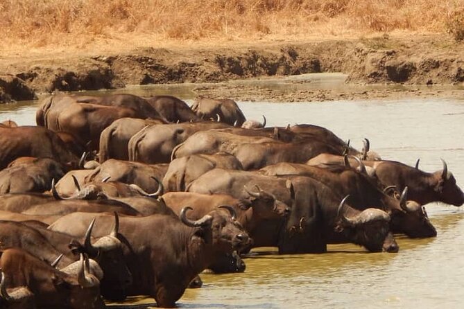 2-Day Private Mikumi National Park Tour From Dar Es Salaam - Availability