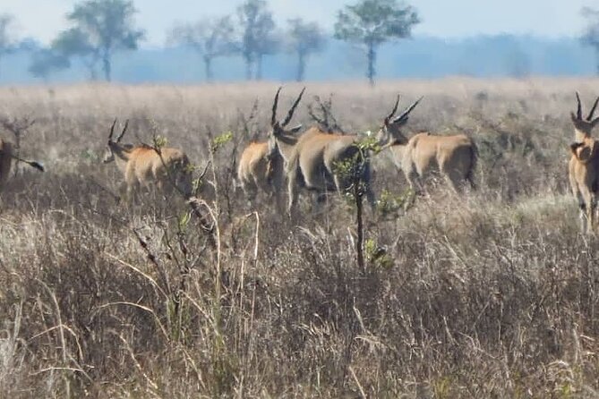 2-Day Private Mikumi National Park Tour From Dar Es Salaam - Additional Information
