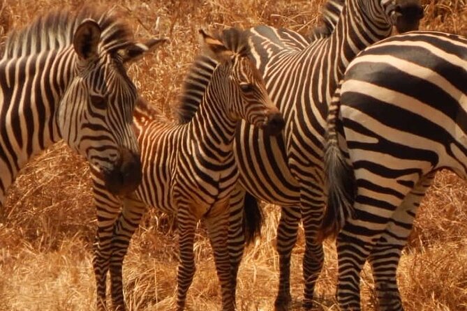 2-Day Private Mikumi National Park Tour From Dar Es Salaam - Explore Mikumi National Park