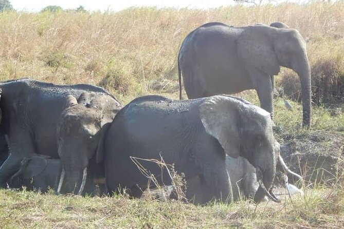 2-Day Private Mikumi National Park Tour From Dar Es Salaam - Wildlife Encounters
