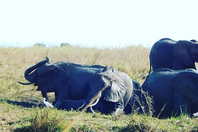 2-Day Private Mikumi National Park Tour From Dar Es Salaam - Accommodation and Dining