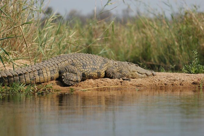 2-Day Private Mikumi National Park Tour With Pickup - Guest Reviews and Ratings
