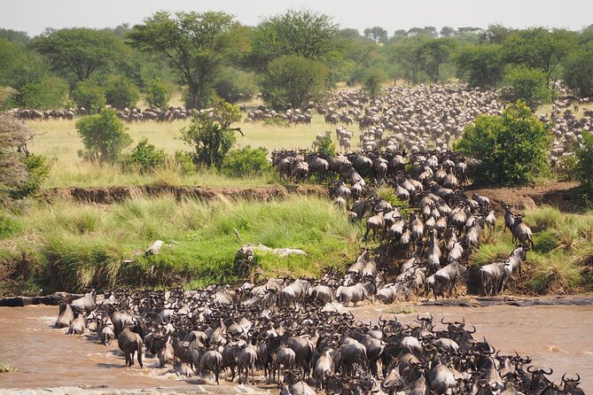 2-Day Private Tour in Masai Mara With Pick up - Meeting and Pickup