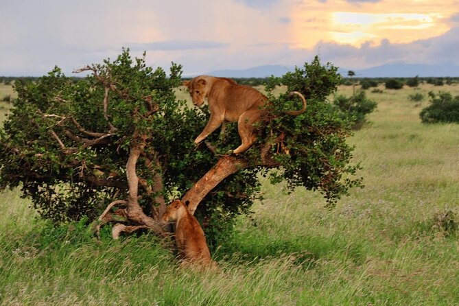 2-Day Private Tour in Masai Mara With Pick up - Private Transportation