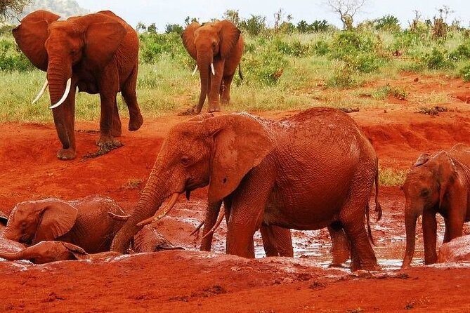 2-Day Private Tour in Tsavo East - Key Points