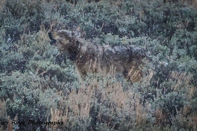 2-Day Private Tour in Yellowstone(Lower and Upper Loops W Iconic Sites) W Lunch - Inclusions Breakdown