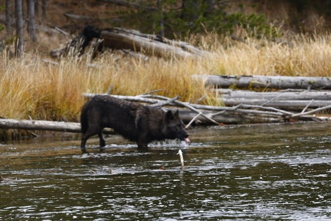 2-Day Private Tour in Yellowstone(Lower and Upper Loops W Iconic Sites) W Lunch - Additional Tour Details