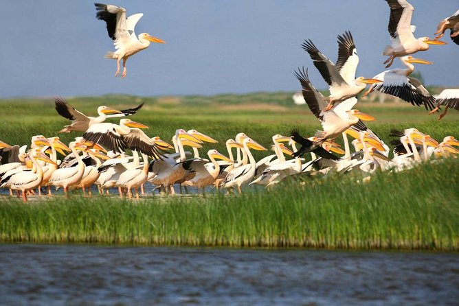 2-Day Private Tour of Danube Delta From Bucharest - Customer Feedback