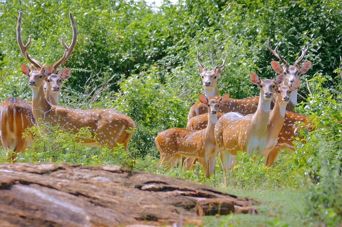 2 Day Private Tour of Yala & Udawalawe (Double Safari Tour) - All Inclusive - Elephant Transit Home (ETH)